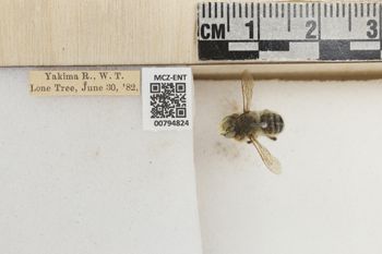 Media type: image;   Entomology 794824 Aspect: Labels